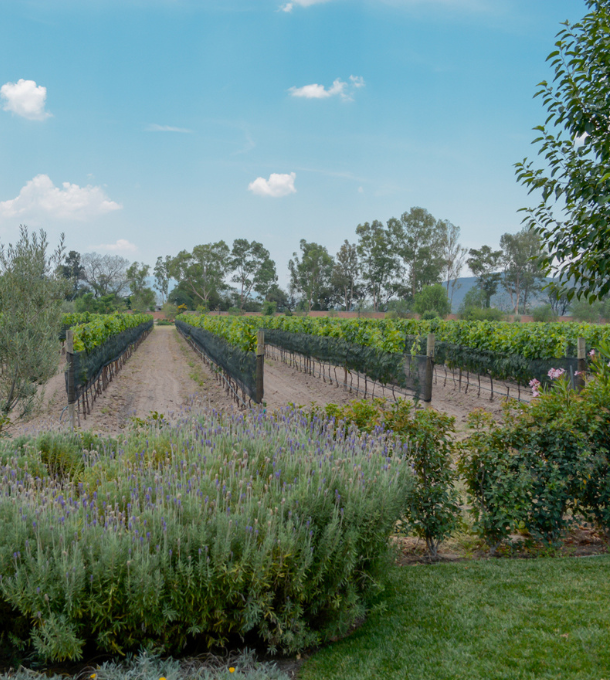 Los Remedios Rancho y Viñedo