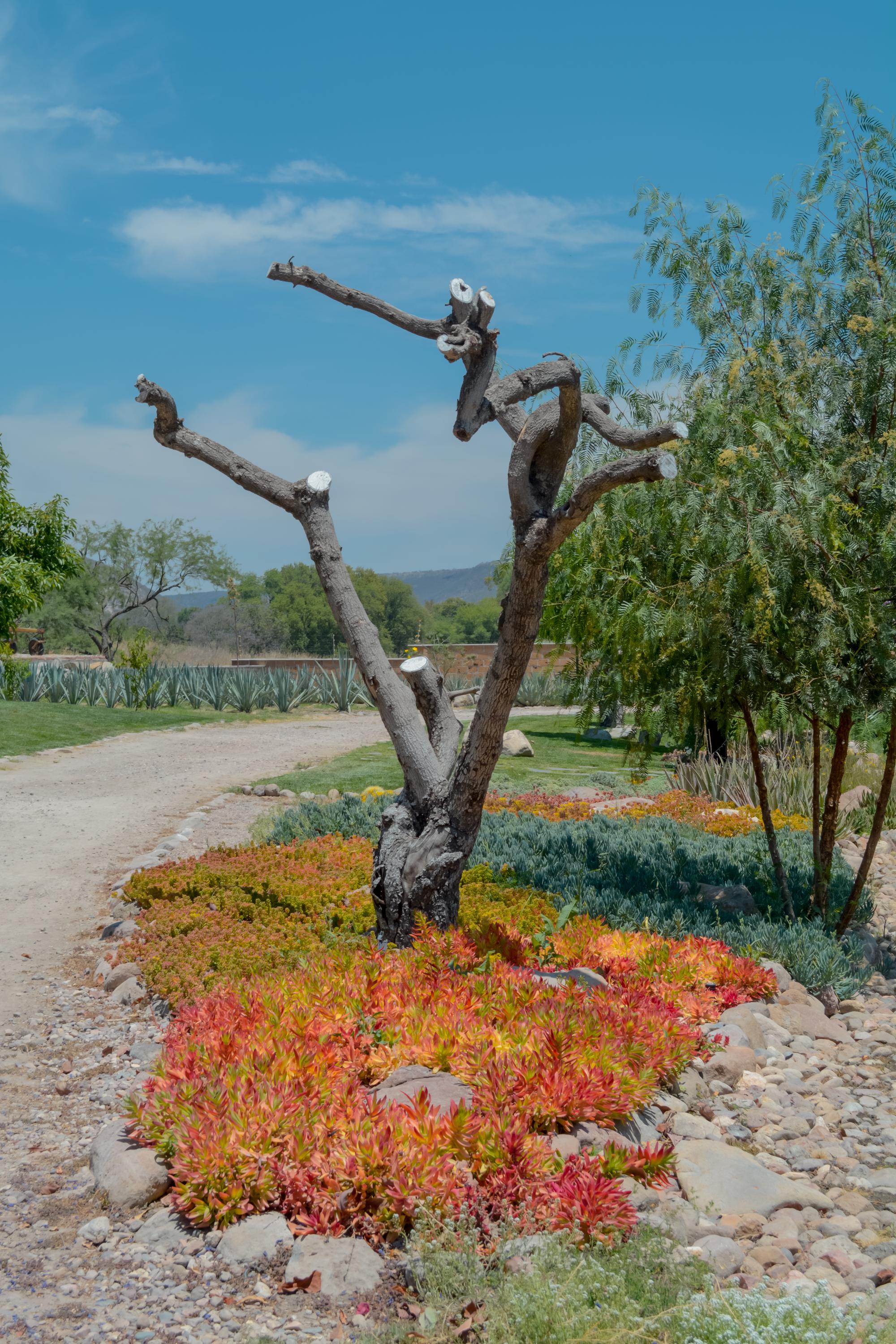 los remedios vertical 40