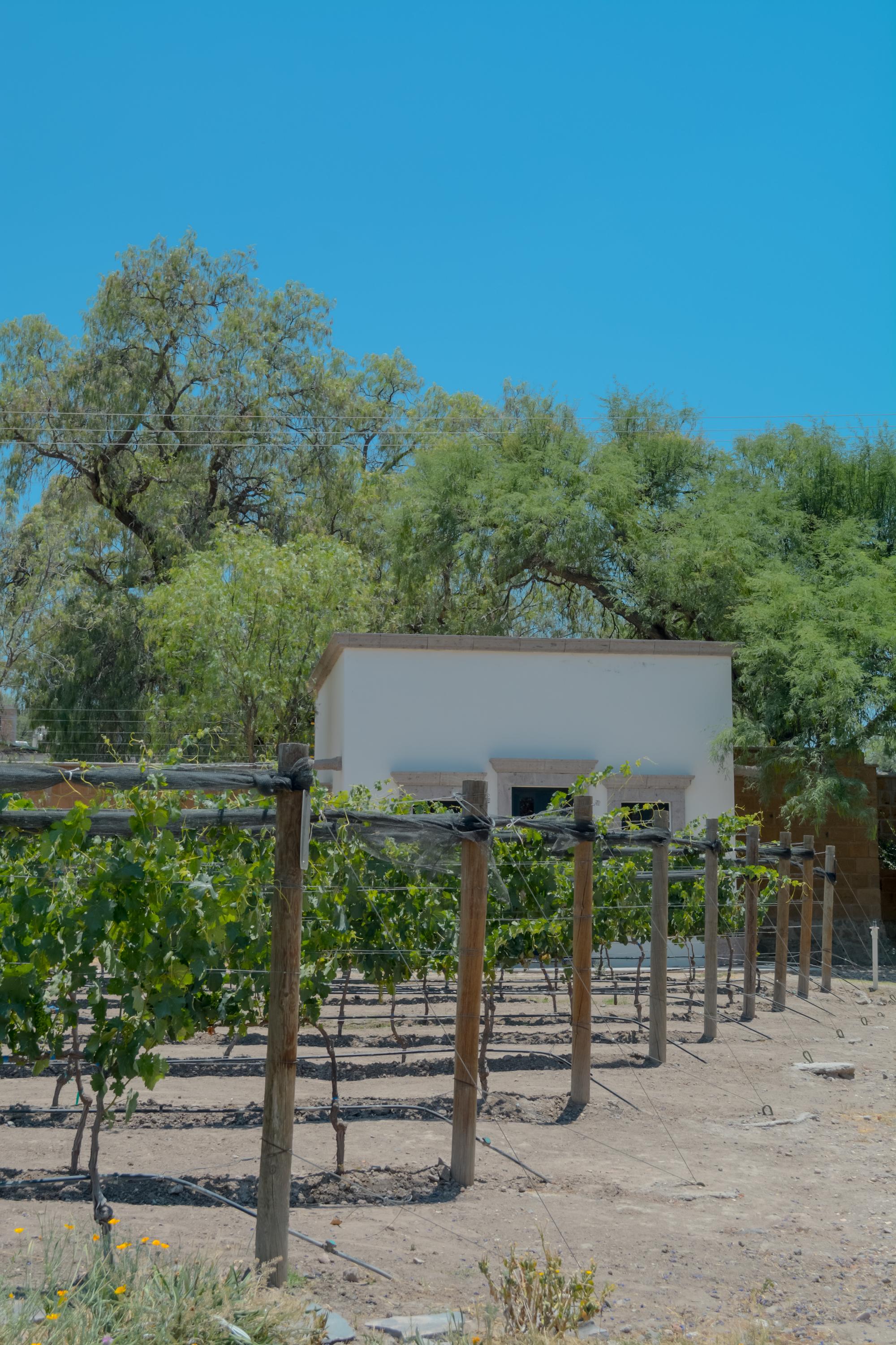 los remedios vertical 41