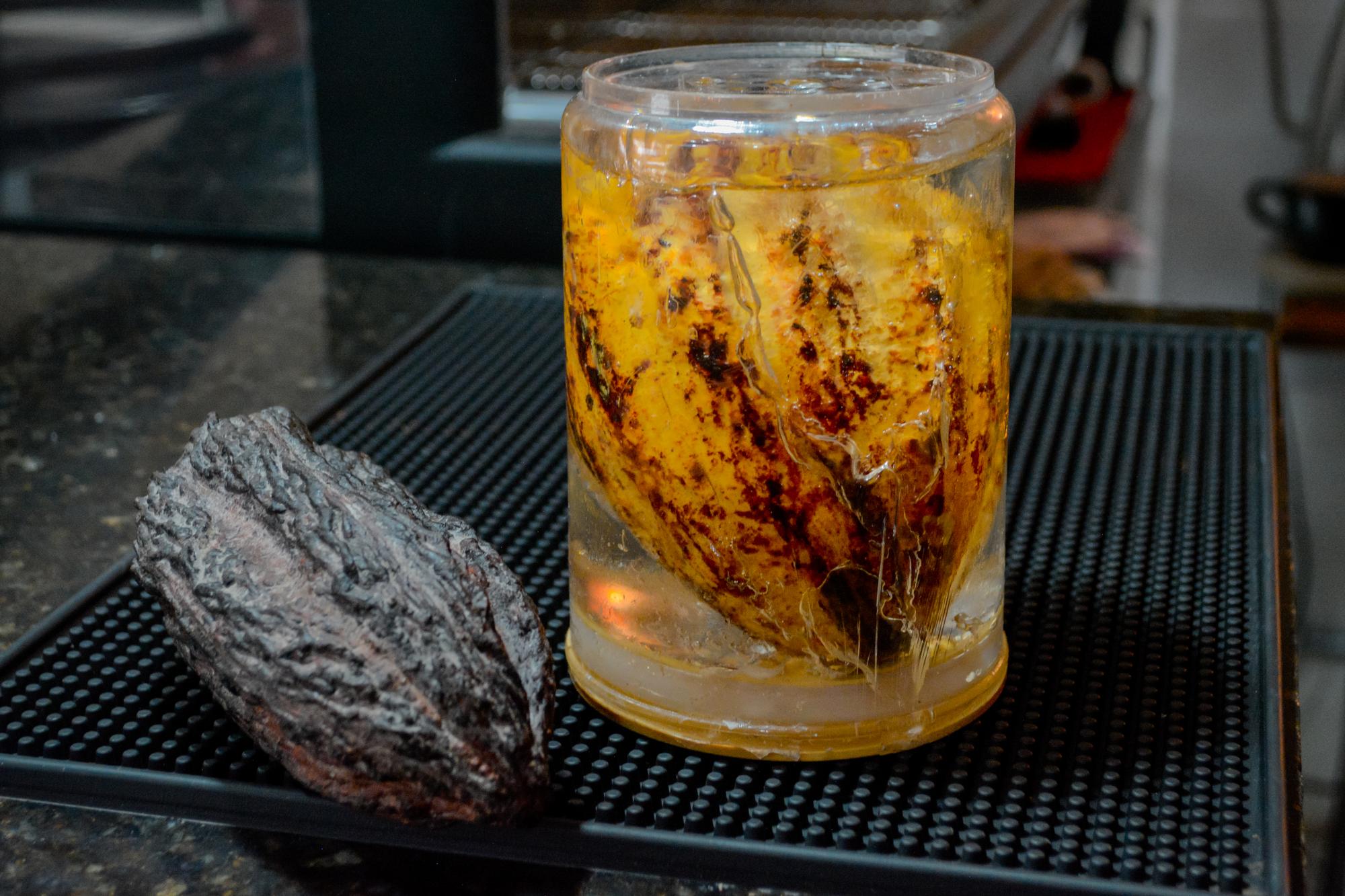 ambrosia xocolia horizontal 12