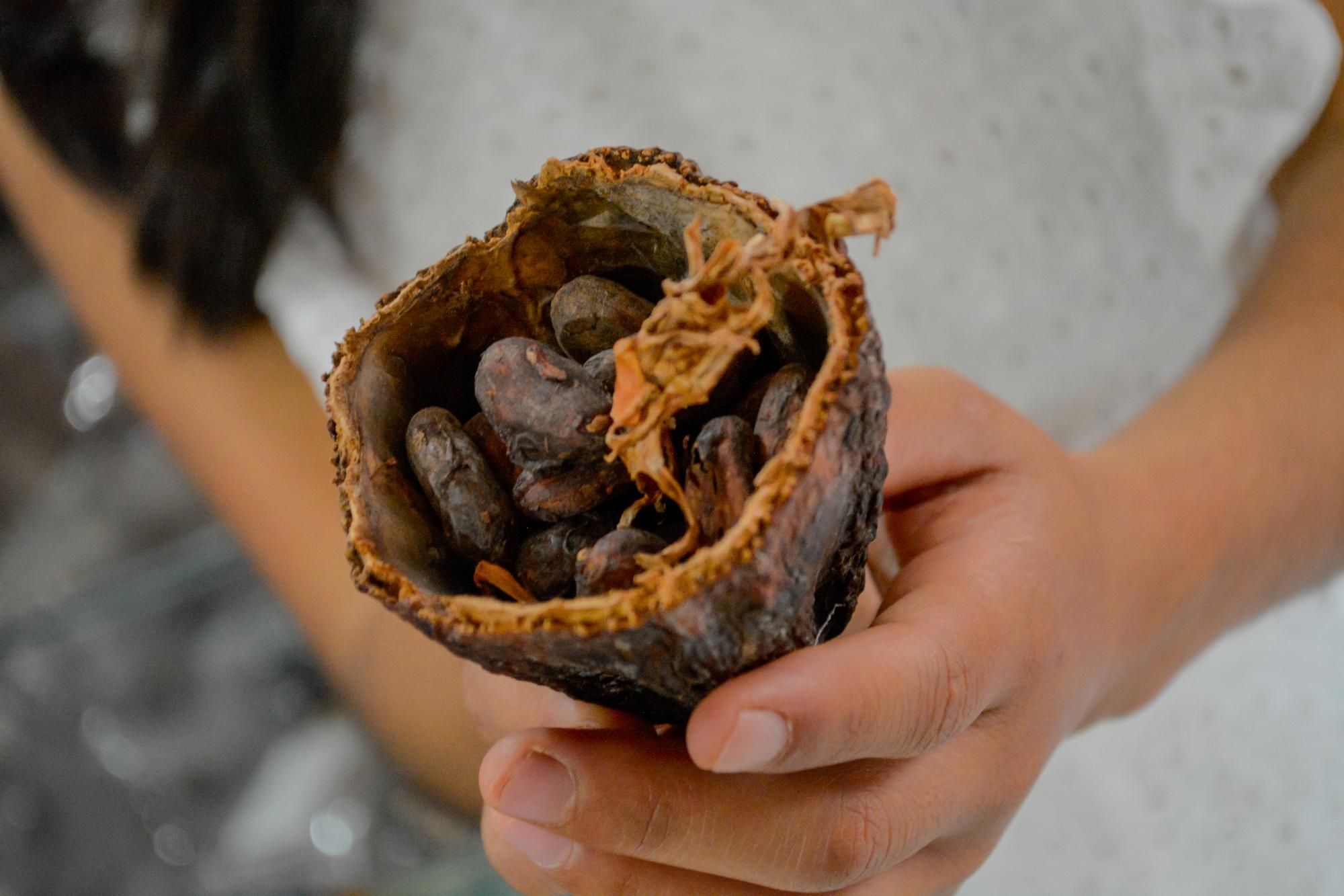 ambrosia xocolia horizontal 8