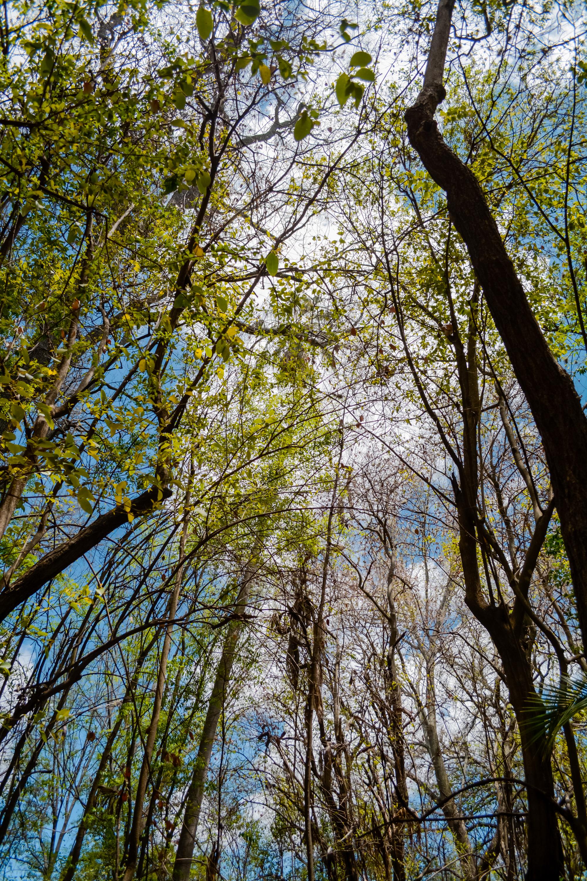 cabanas los nogales vertical 8