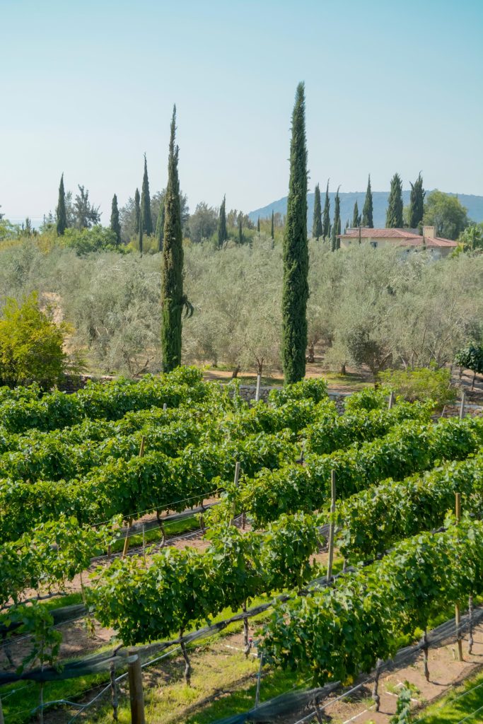 santisima trinidad vertical 50 683x1024