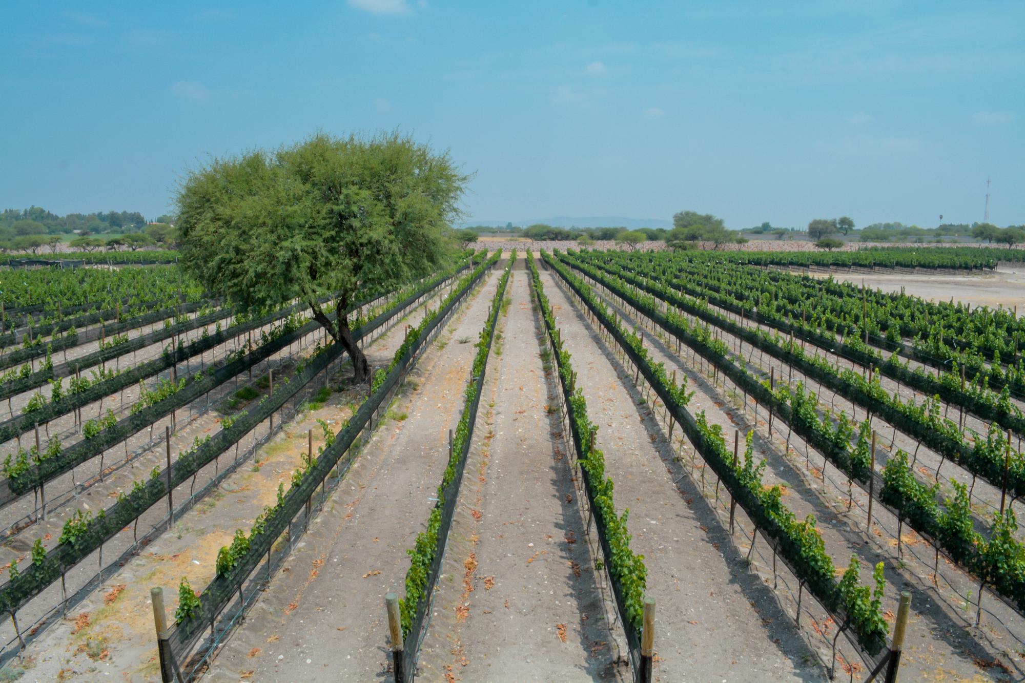 vina del cielo horizontal 14