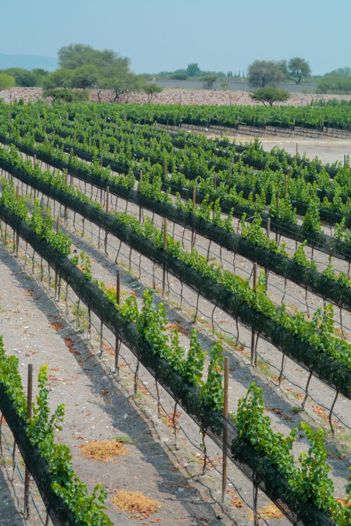 vina del cielo vertcial 65 683x1024