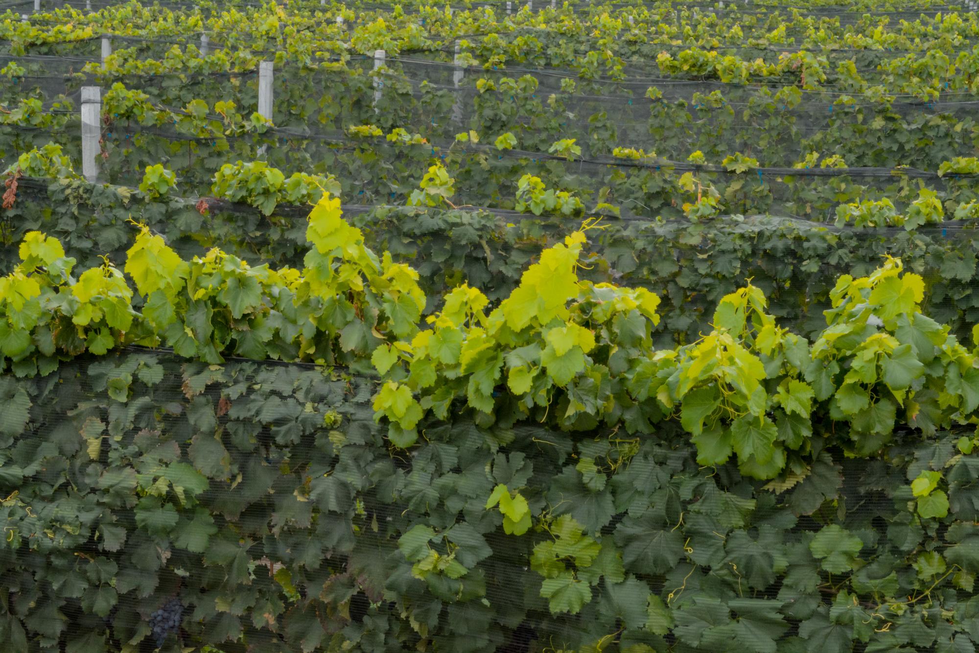 vinedo azteca horizontal 26