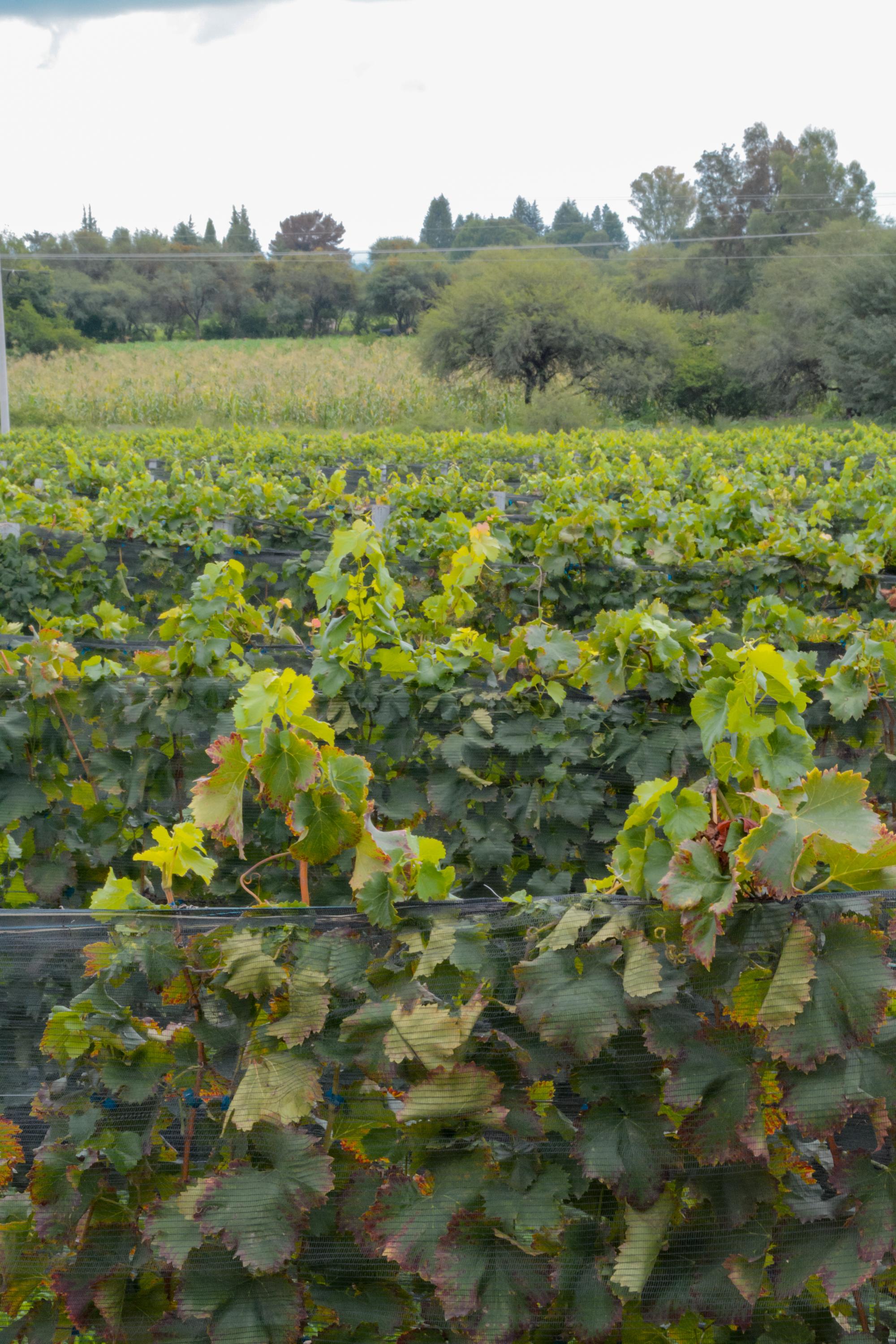 vinedo azteca vertical 29