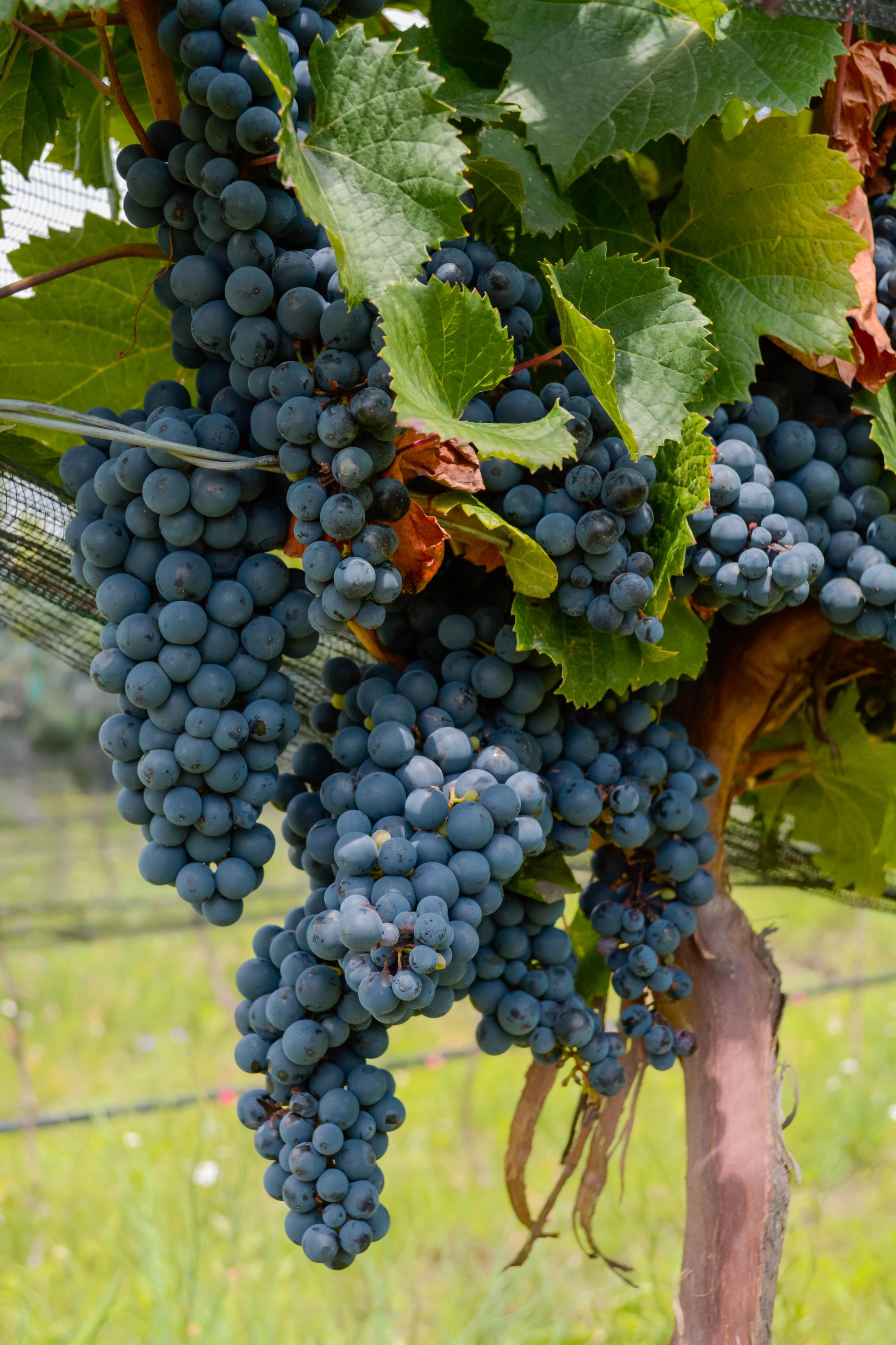 vinedo el raco vertical 72