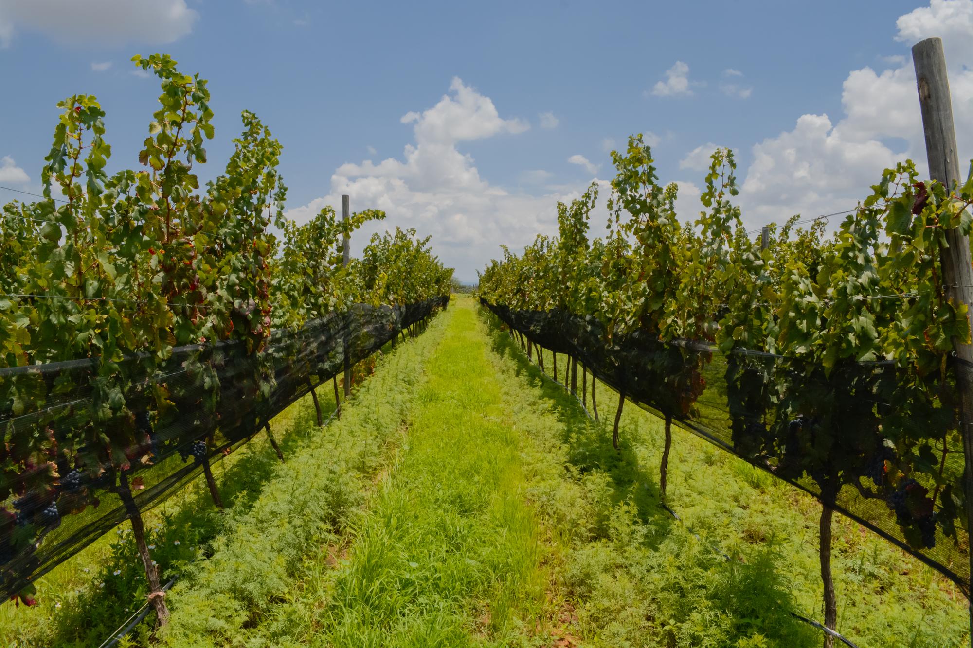 vinedo los arcangeles horizontal 29