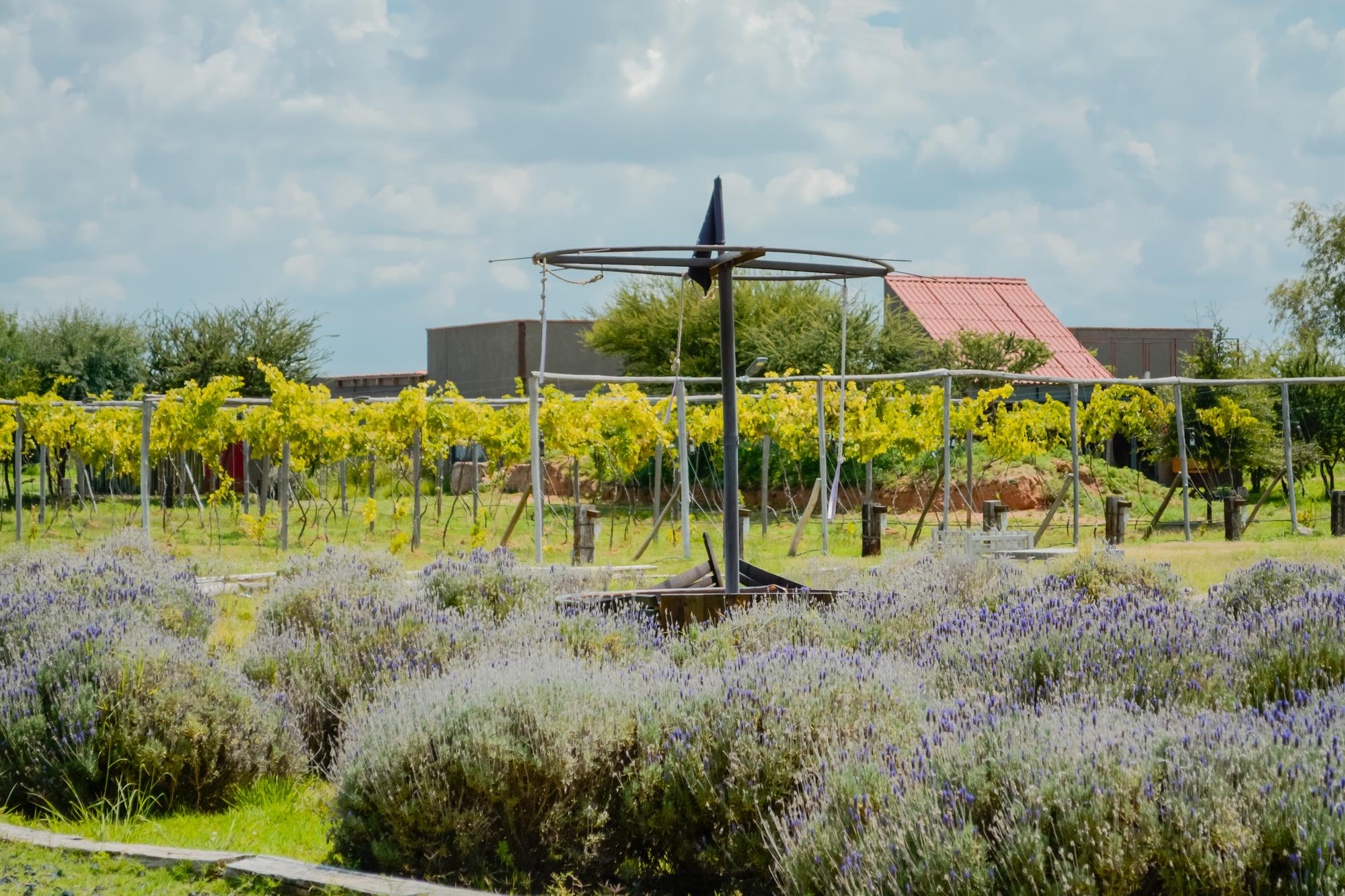 vinedo los arcangeles horizontal 42