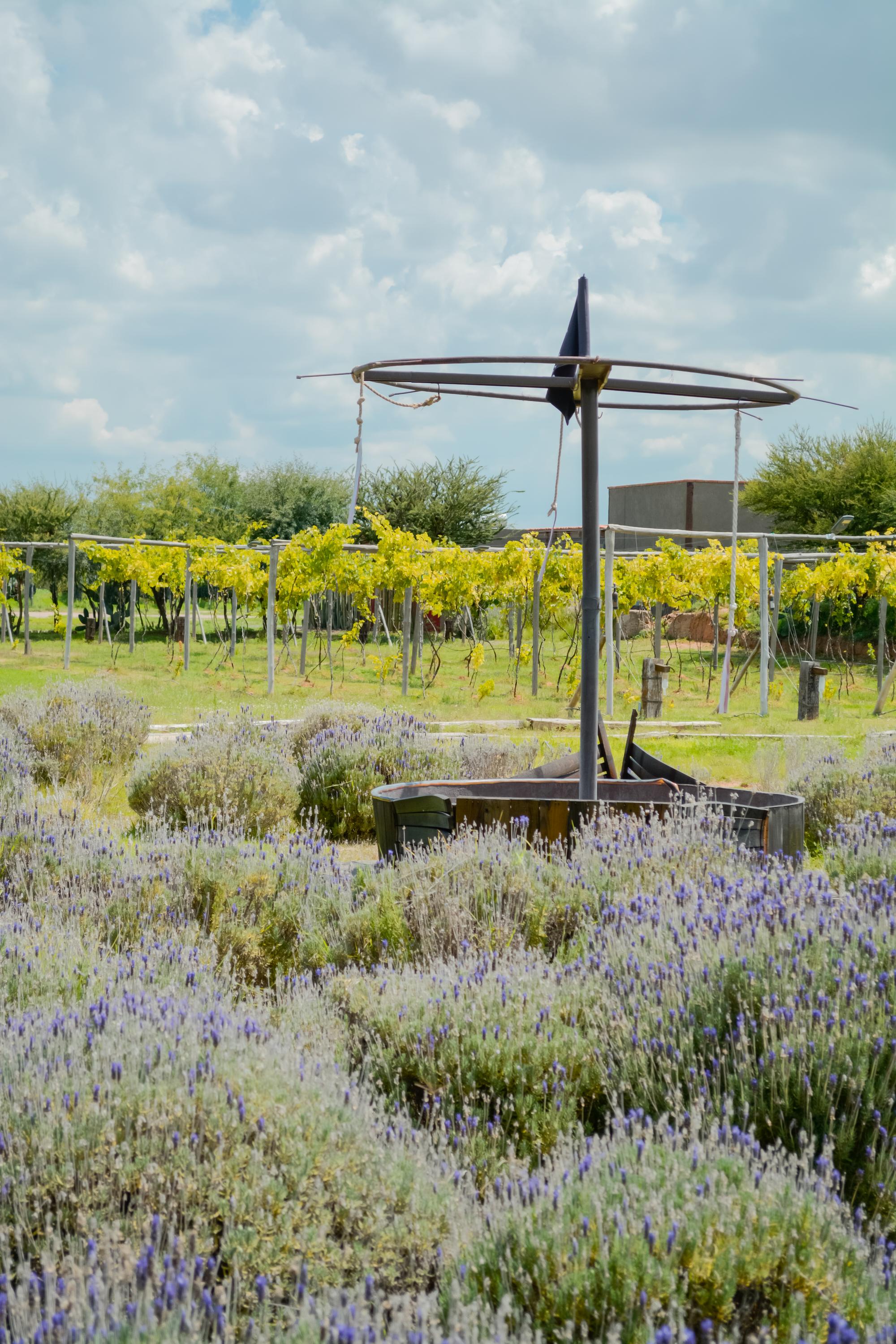 vinedo los arcangeles vertical 86