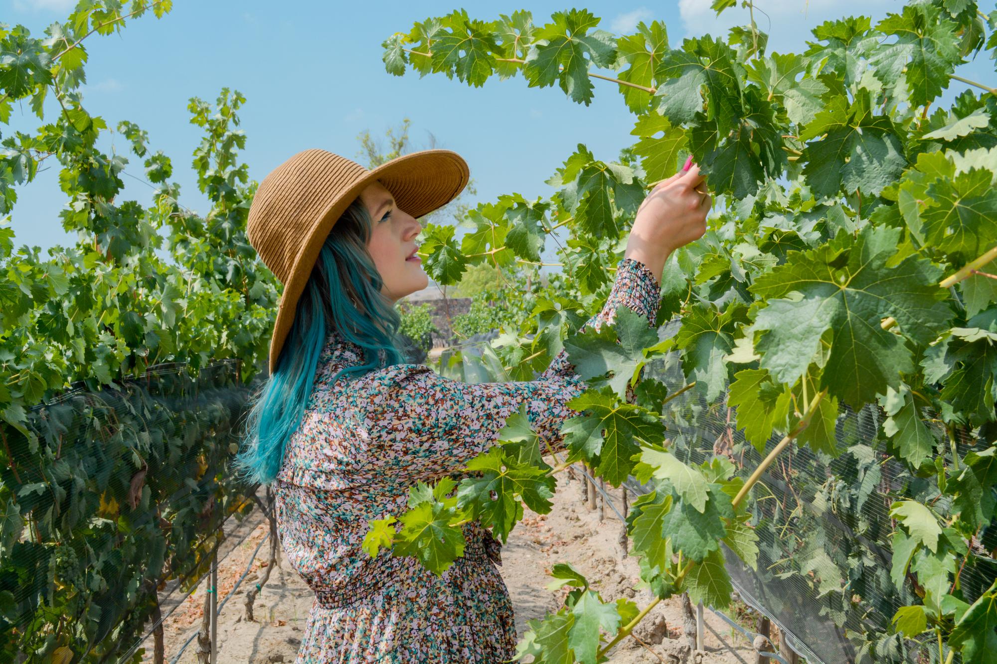 vinedo patria horizontal 15