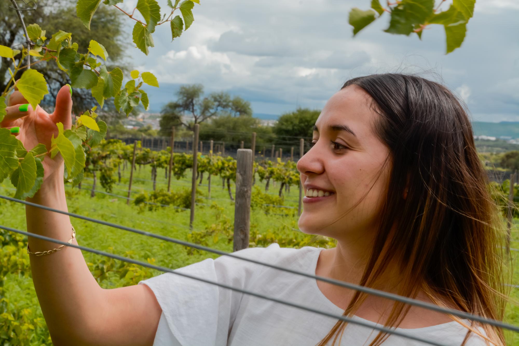 vinedo san bernardino horizontal 48