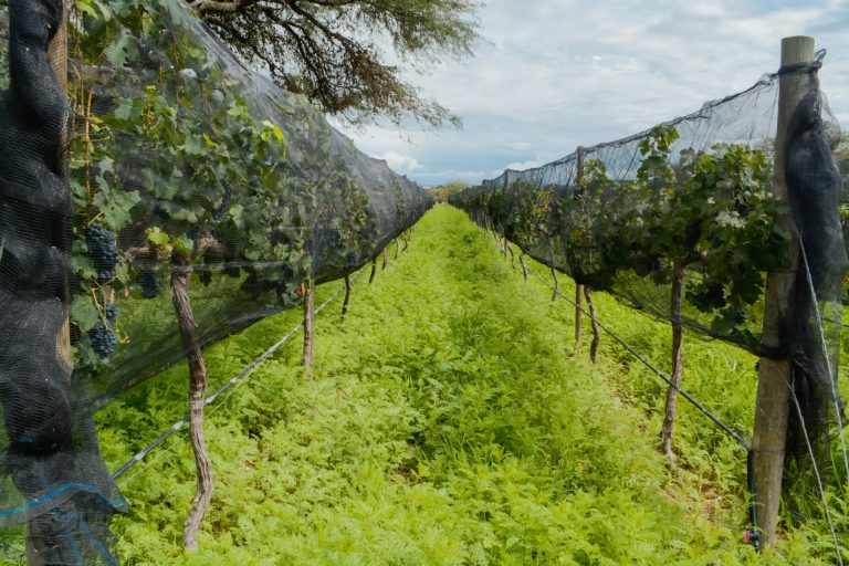 Viñedo & Hacienda San Bernardino