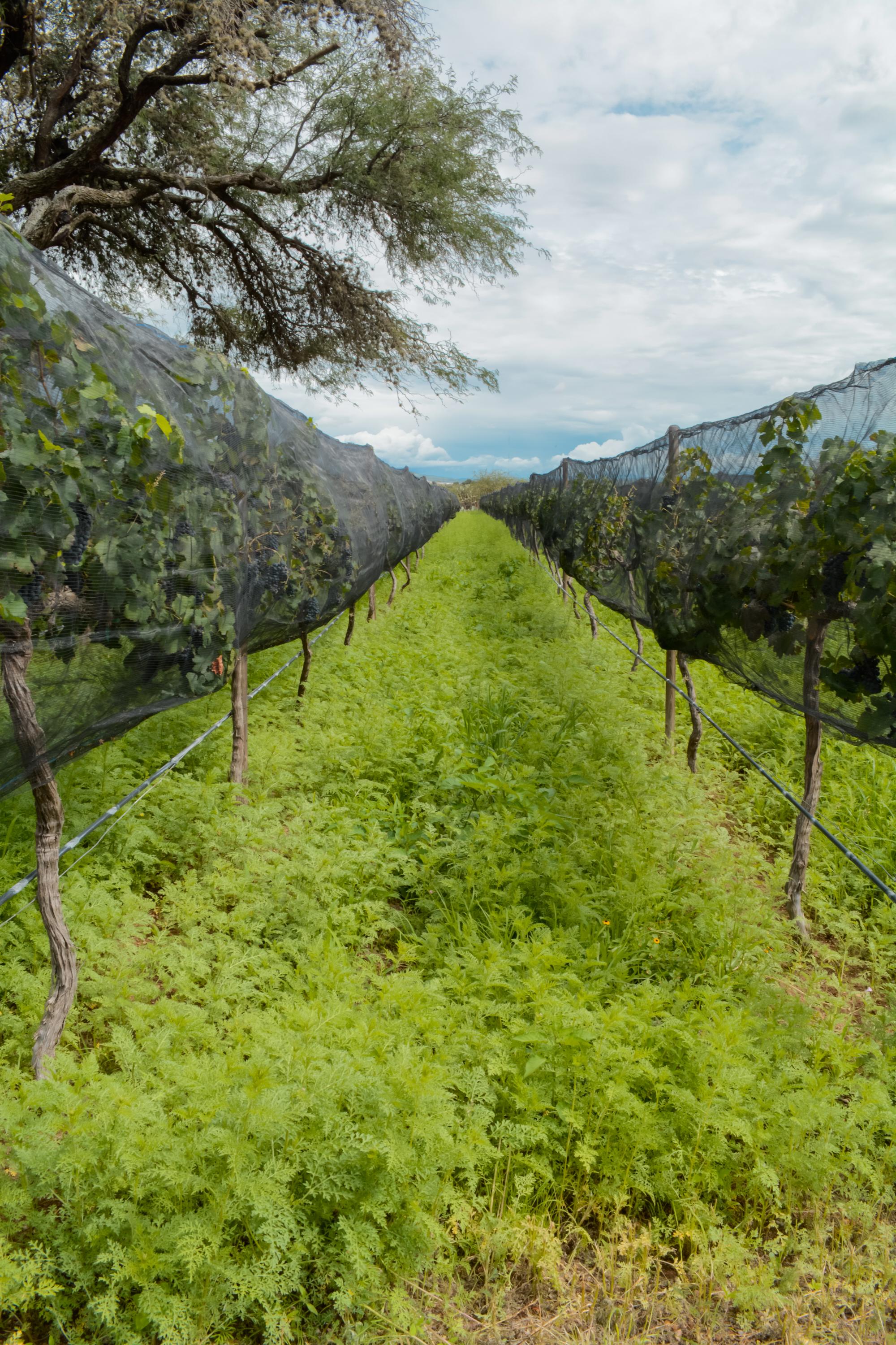 vinedo san bernardino vertical 108