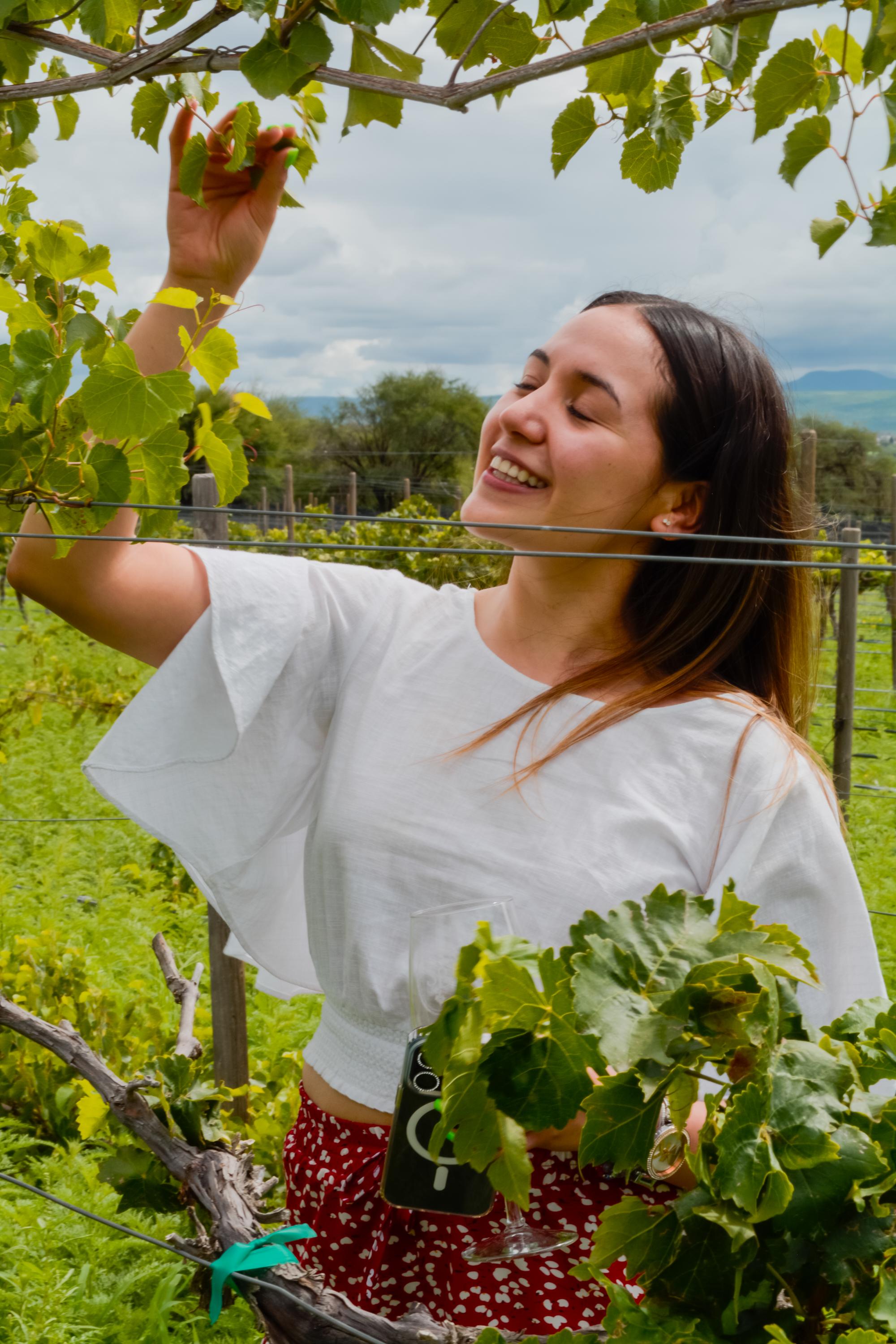 vinedo san bernardino vertical 97