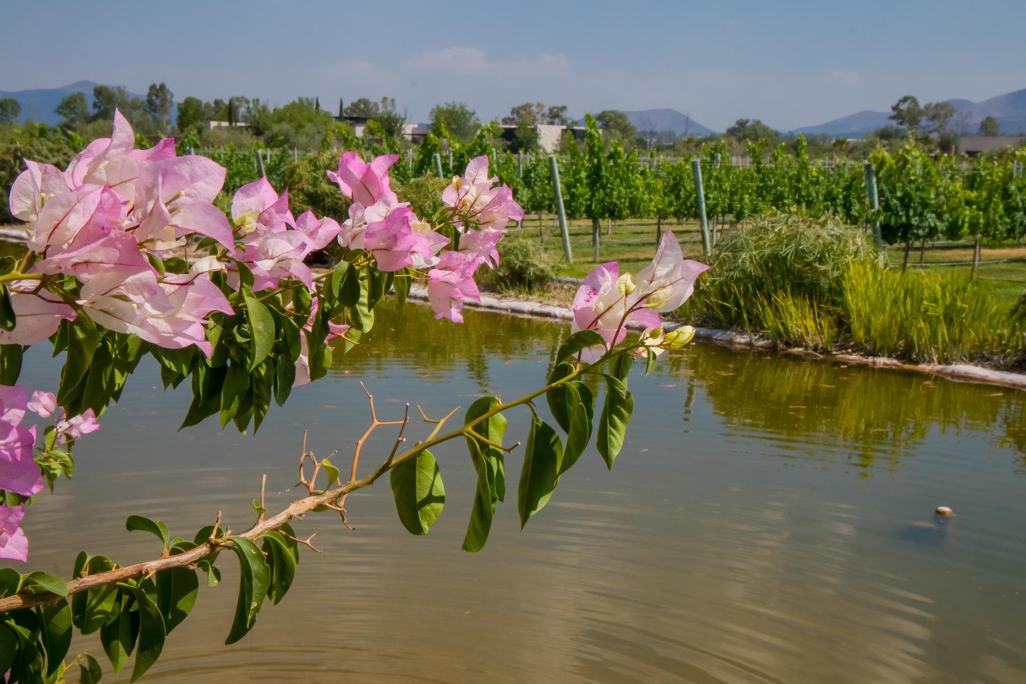 vinedo san francisco horizontal 6