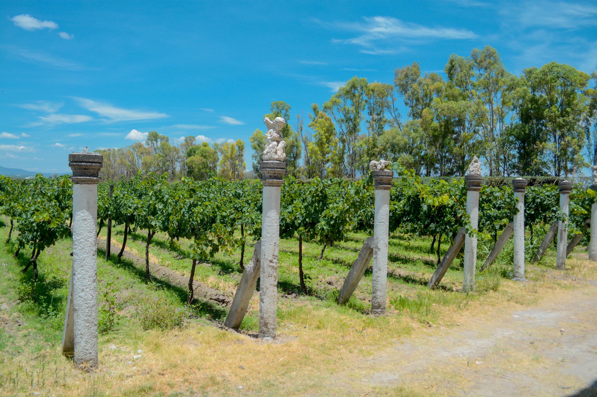 vinedo toyan horizontal 4