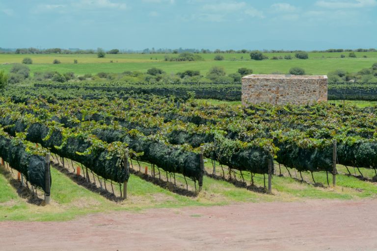 Tres Raíces Vinícola