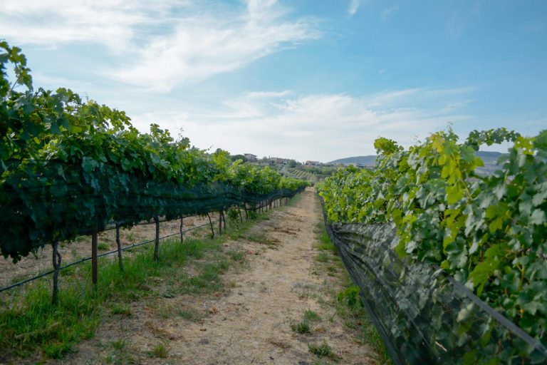 Visita guiada Viñedo San Miguel